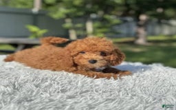 Mini Goldendoodle dogs for sale: Ziggy - Image 1