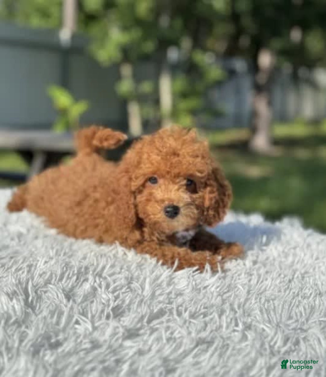Mini Goldendoodle dogs for sale: Ziggy - Image 1