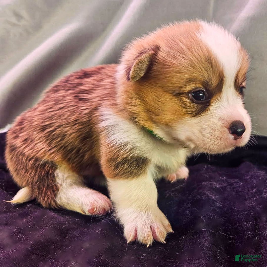 Welsh Corgi Pembroke dogs for sale: Daffodil - Image 1