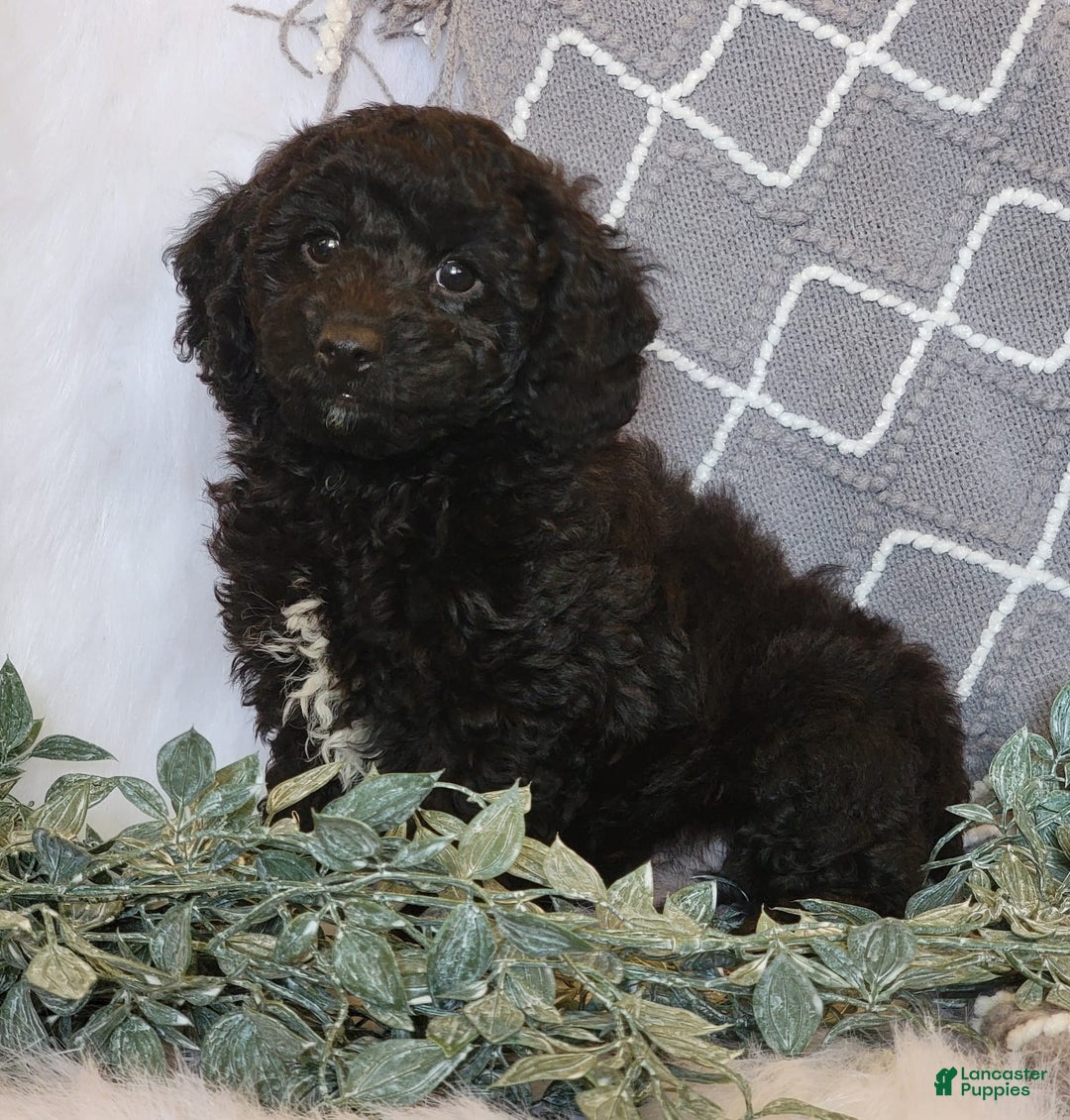 Cockapoo dogs for sale: Winston - Image 6