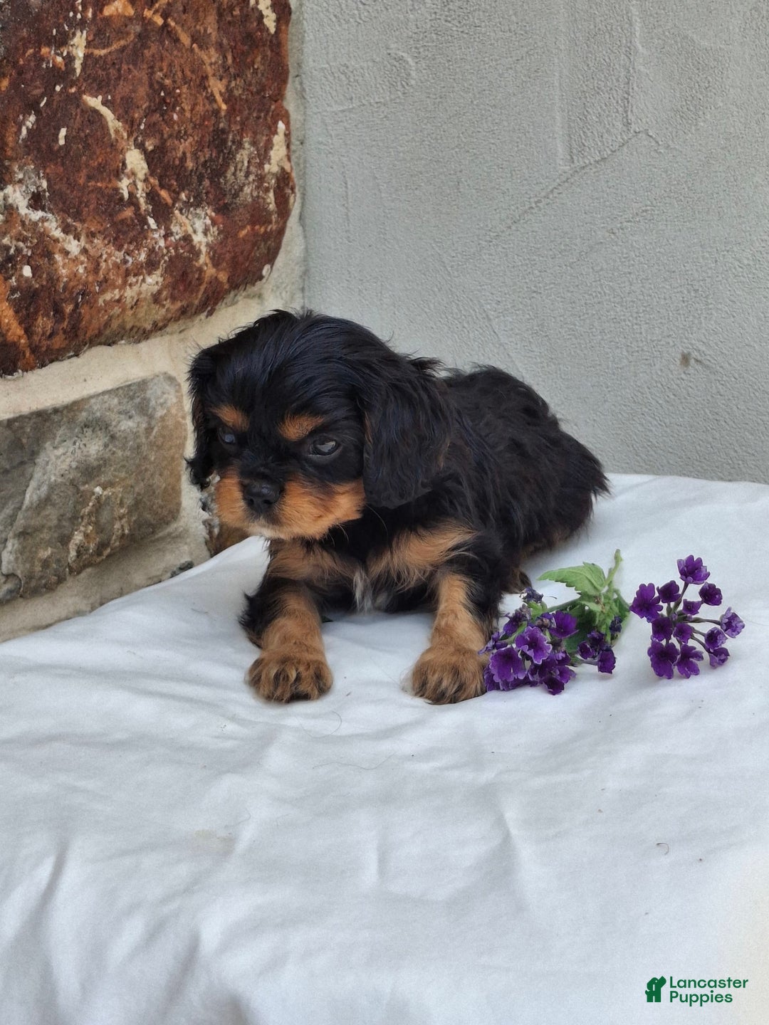 Cavalier King Charles Spaniel dogs for sale: Sparkle - Image 6