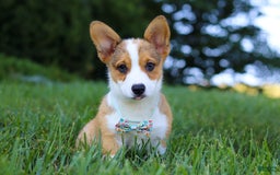 Welsh Corgi Pembroke dogs for sale: Bentley - Image 7