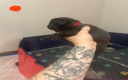 Pug dogs for sale: Hank - Image 1