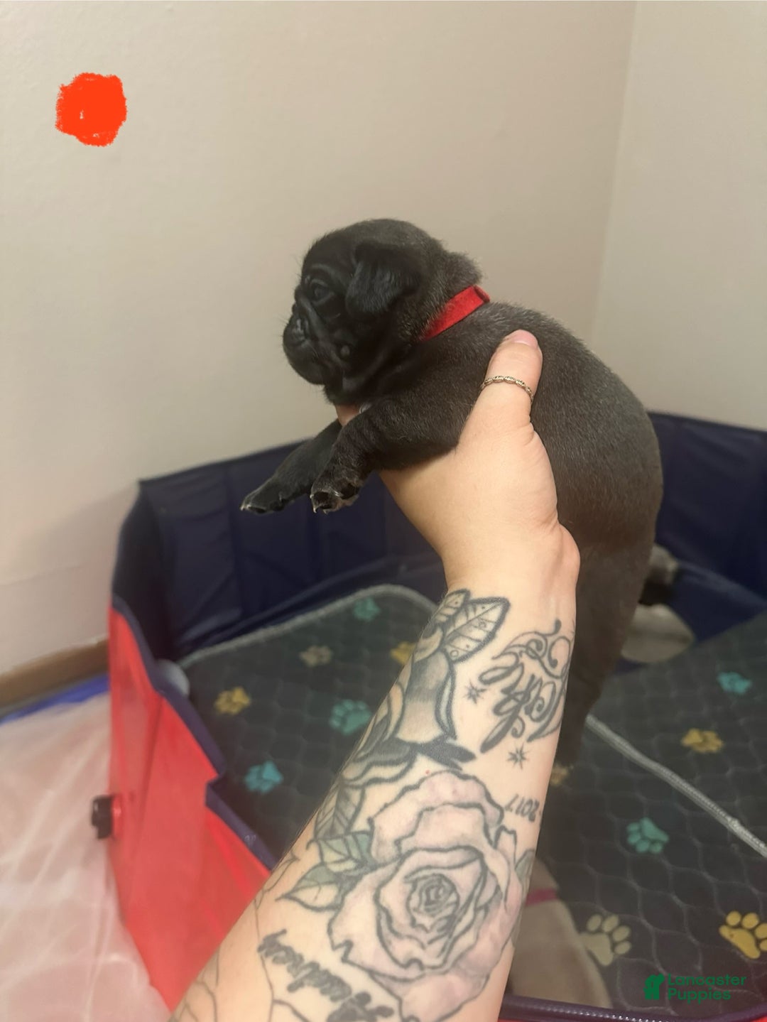 Pug dogs for sale: Hank - Image 1