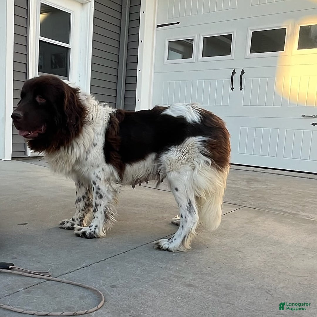 Newfoundland dogs for sale: Jasper - Image 11
