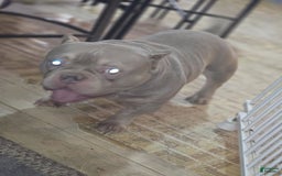 American Bully dogs for sale: Rollie - Image 6