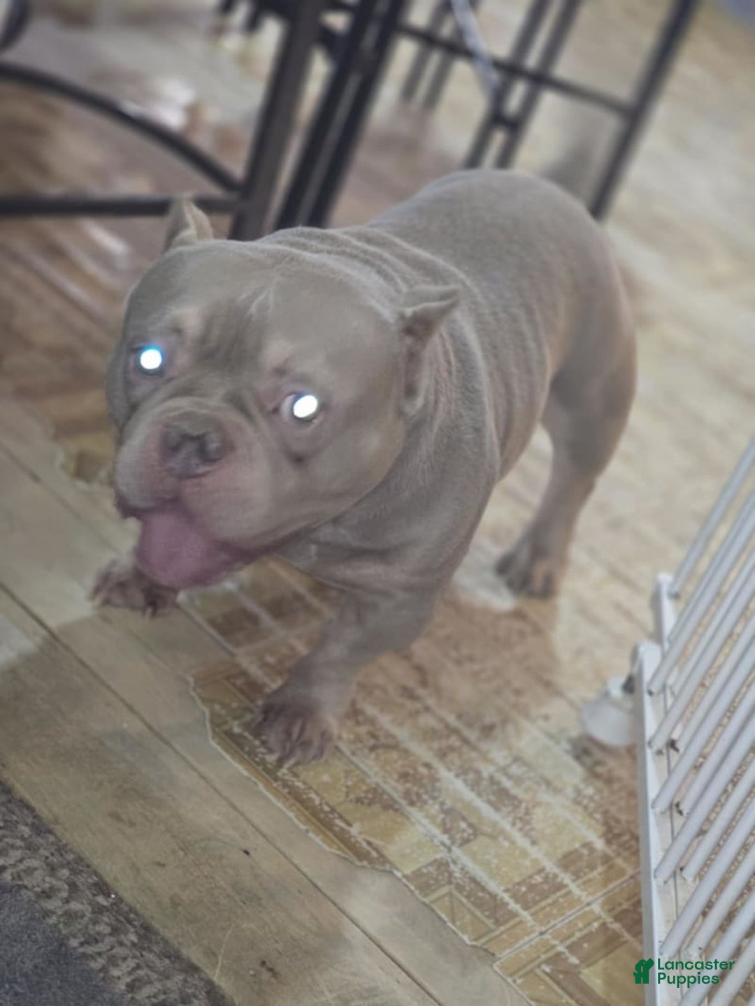 American Bully dogs for sale: Rollie - Image 6
