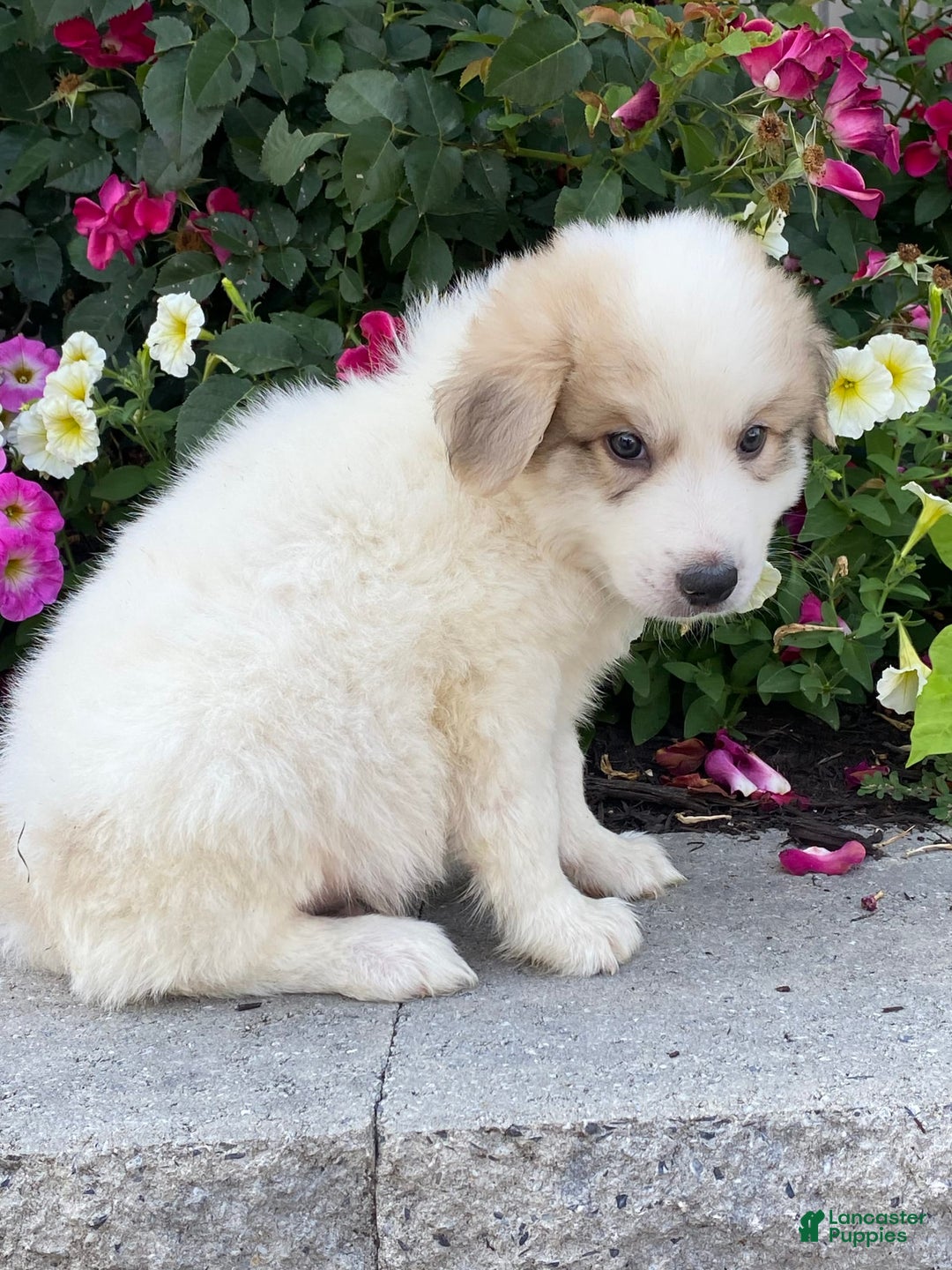 Great Pyrenees dogs for sale: Gordan - Image 2