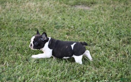 French Bulldog dogs for sale: Natalie - Image 18