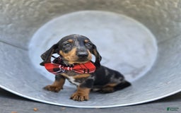 Miniature Dachshund dogs for sale: Kody - Image 1