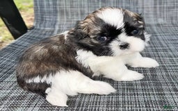 Shih Tzu dogs for sale: Teddy - Image 15