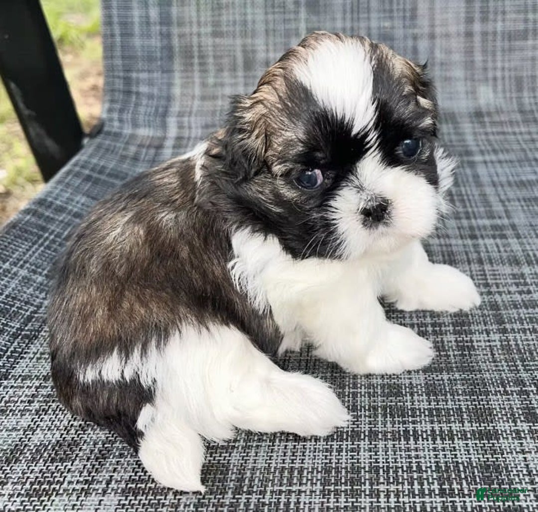 Shih Tzu dogs for sale: Teddy - Image 15