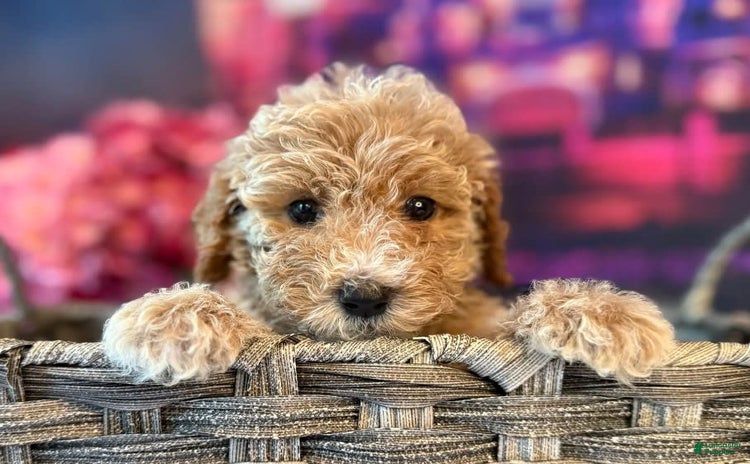 Mini Goldendoodle dogs for sale - Ad 2