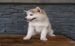 Pomsky dogs for sale: Silas - Image 6