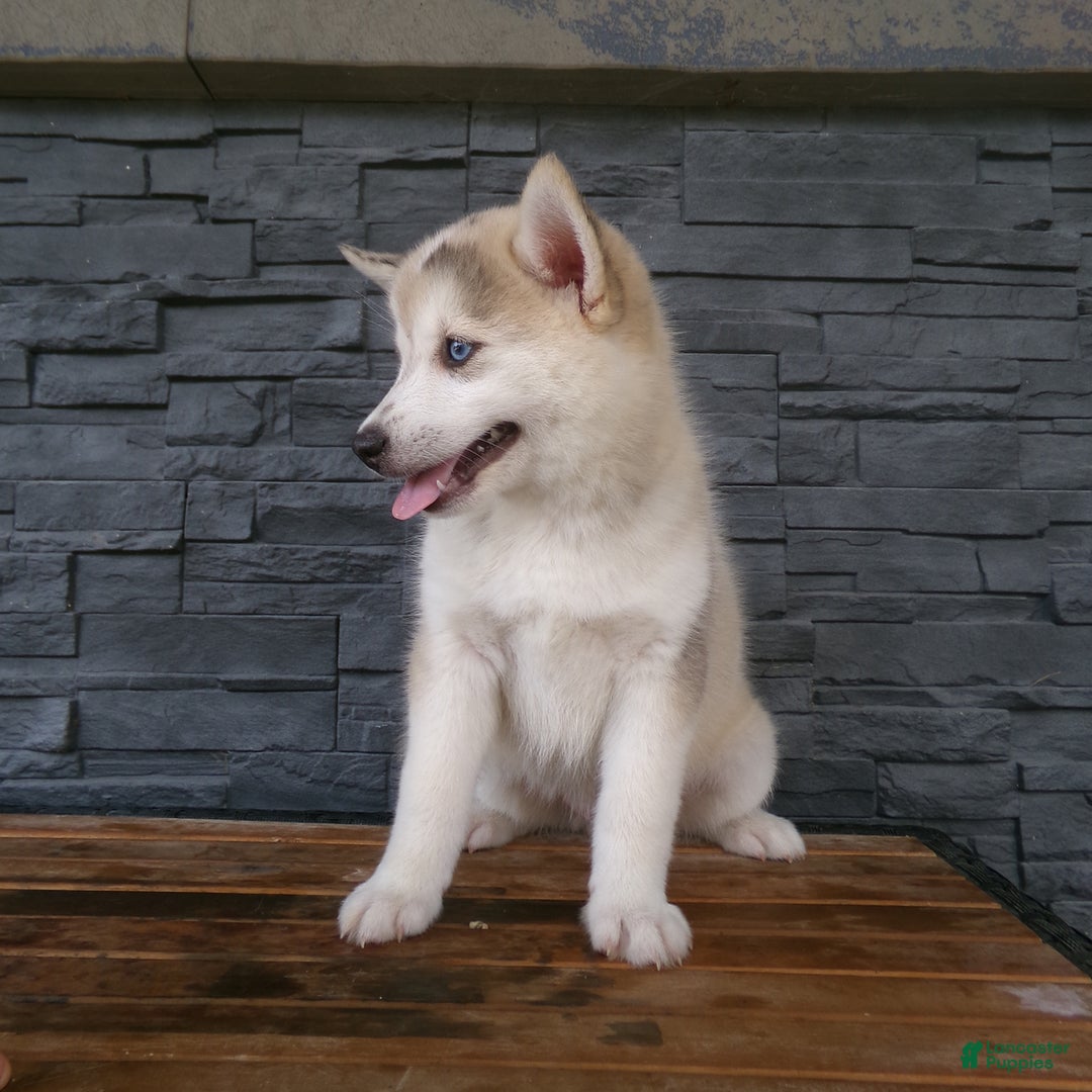 Pomsky dogs for sale: Silas - Image 6