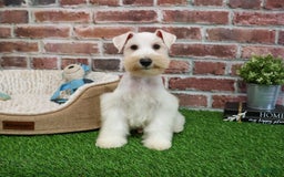 Miniature Schnauzer dogs for sale: Miniature Schnauzer 6 puppies - Image 2