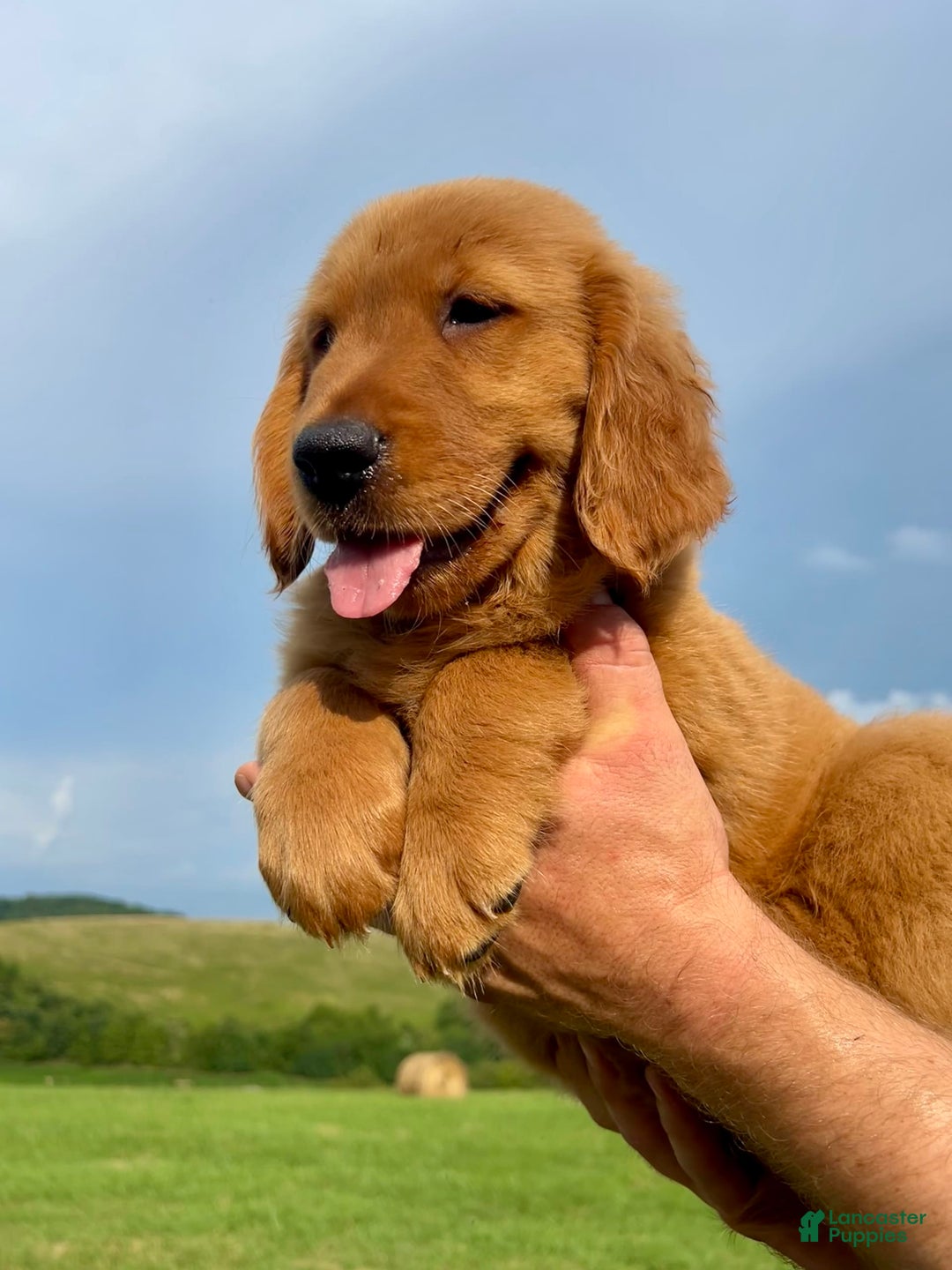 Golden Retriever dogs for sale: Clifford - Image 3