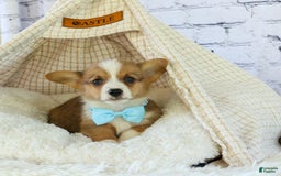 Welsh Corgi Pembroke dogs for sale: Griffin - Image 3