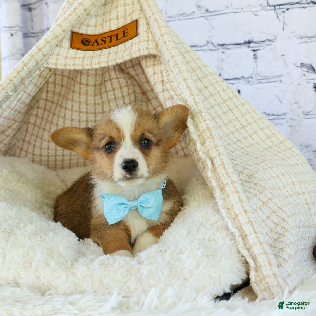 Welsh Corgi Pembroke dogs for sale: Griffin - Image 3