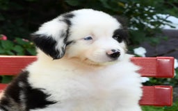 Australian Shepherd dogs for sale: Bingo - Image 5