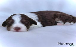 Mini Aussiedoodle dogs for sale: Nutmeg - Image 1