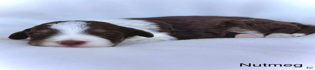Nutmeg
