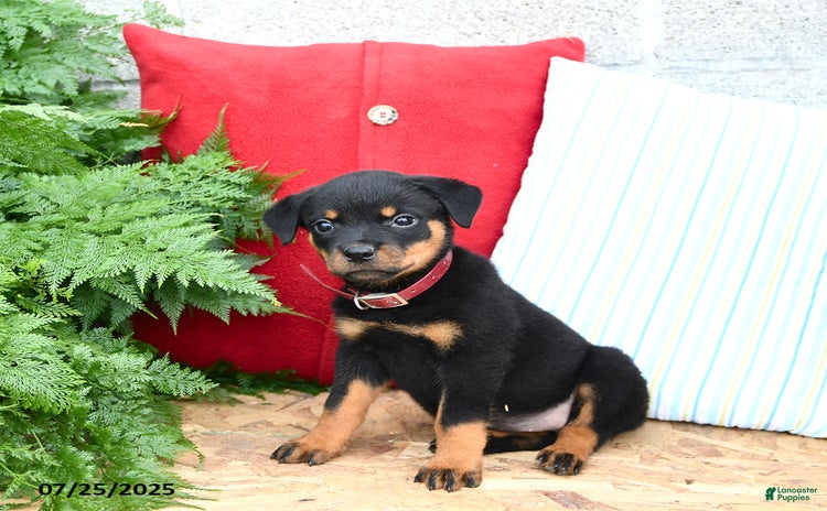 Rottweiler dogs for sale - Ad 2