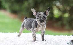 French Bulldog dogs for sale: Venus - Image 4