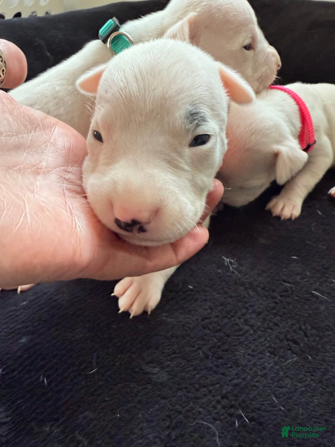 Dogo Argentino dogs for sale: M4 - Image 6