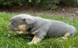 French Bulldog dogs for sale: Honey - Image 1