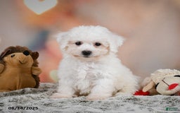 Bichon Frise dogs for sale: Benny - Image 1