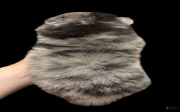 Pomeranian dogs for sale: Dotty - Image 13