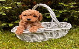Mini Goldendoodle dogs for sale: Otis - Image 12