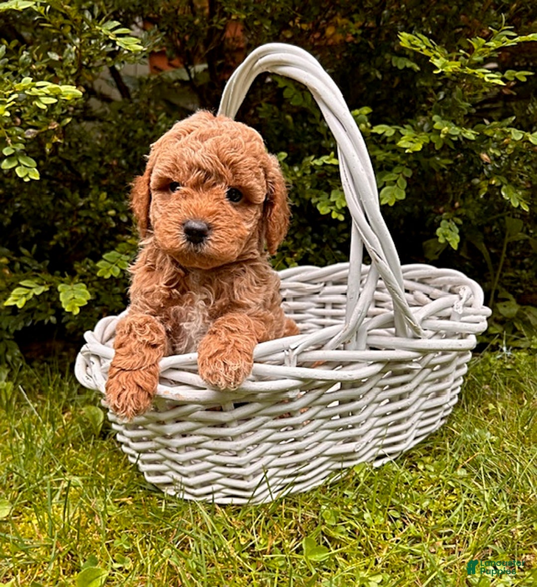 Mini Goldendoodle dogs for sale: Otis - Image 12