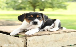 Beagle dogs for sale: Landon - Image 3