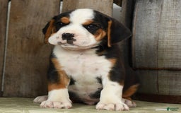 Beabull dogs for sale: Winston - Image 6