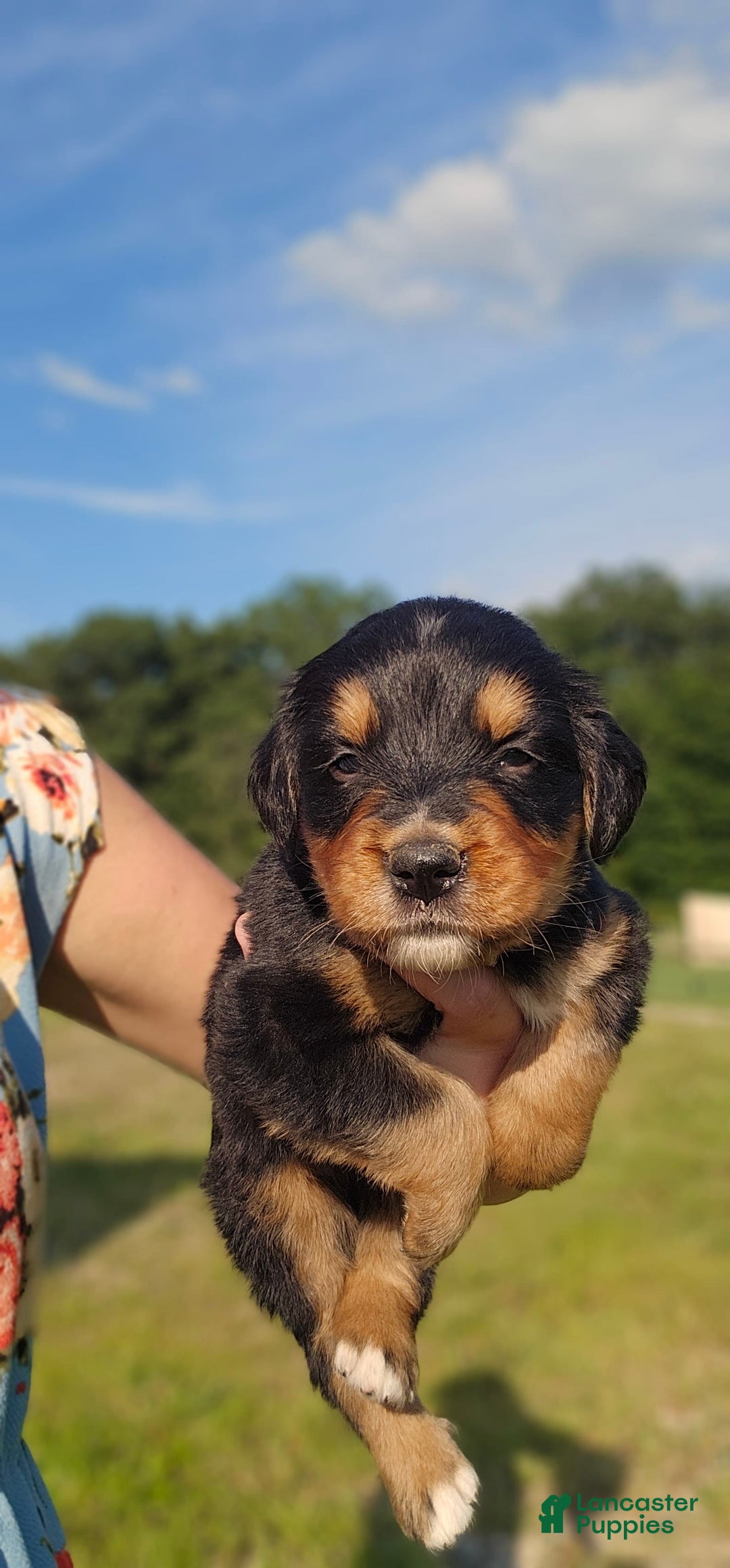 Bernese Mountain Dog dogs for sale: Gunner - Image 3