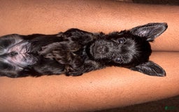 Miniature Schnauzer dogs for sale: Miniature Schnauzer 3 puppies - Image 2