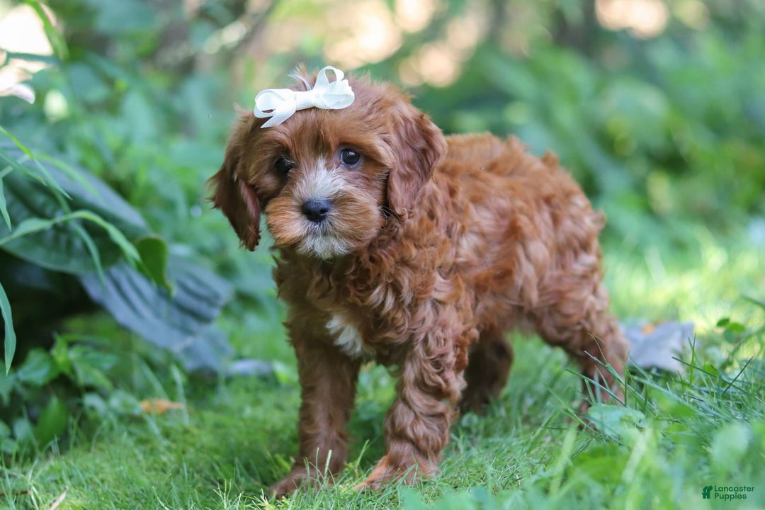 Cavapoo dogs for sale: Dolly - Image 3