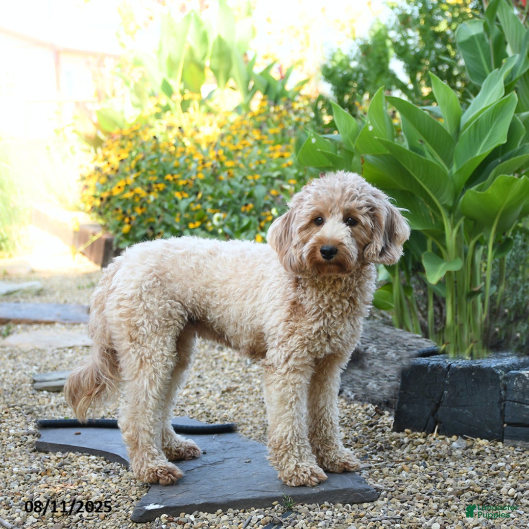 Mini Goldendoodle dogs for sale: Jared - Image 6