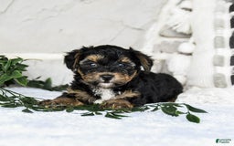 Yochon dogs for sale: Travis - Image 2