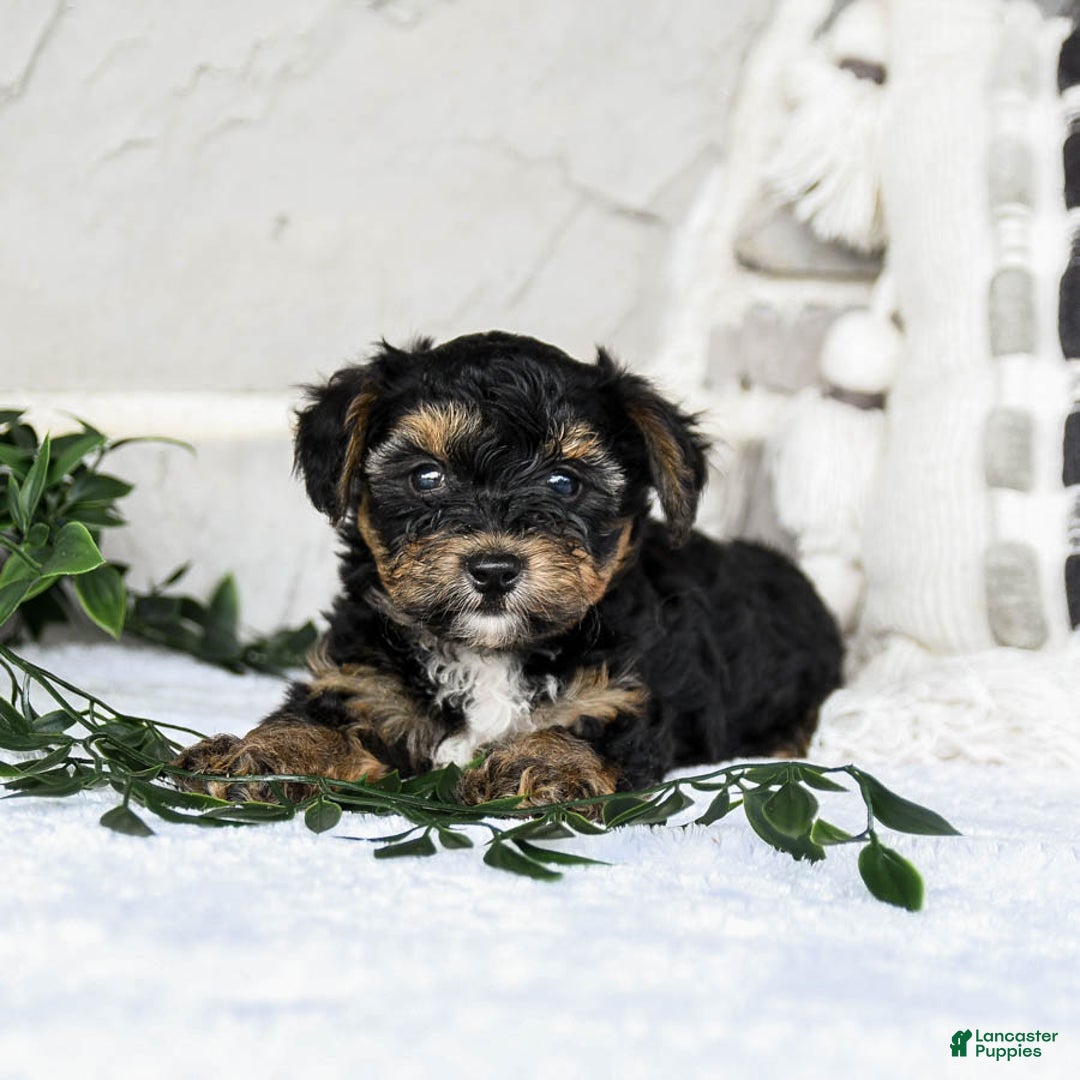 Yochon dogs for sale: Travis - Image 2