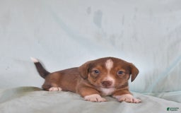 Australian Shepherd dogs for sale: Basil - Image 8
