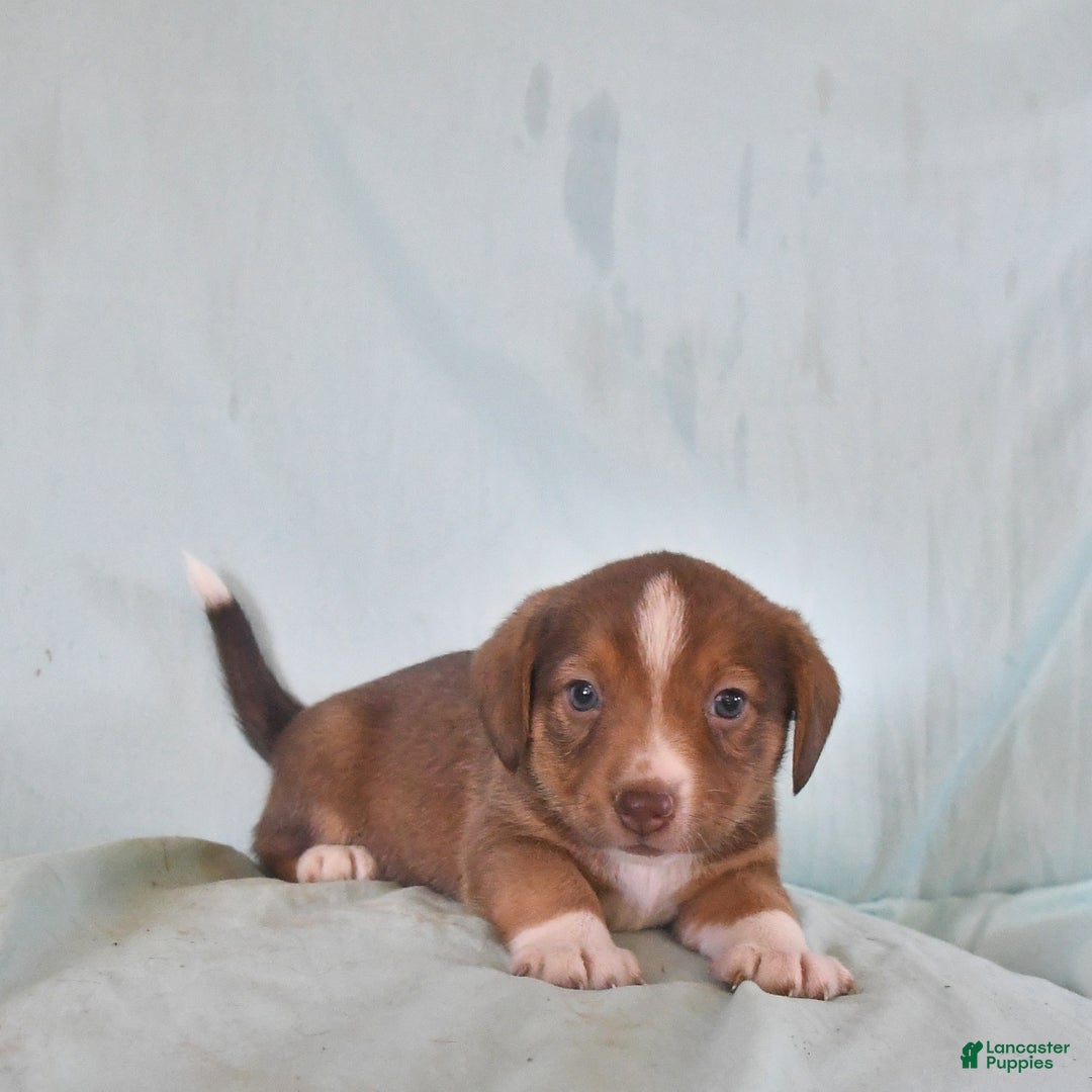 Australian Shepherd dogs for sale: Basil - Image 8
