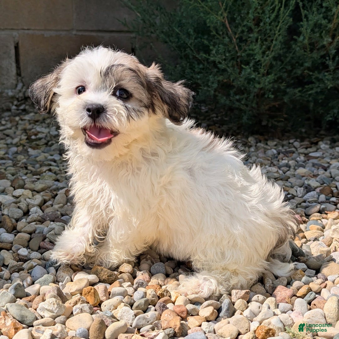 Teddy Bear dogs for sale: Whipped Cream - Image 11