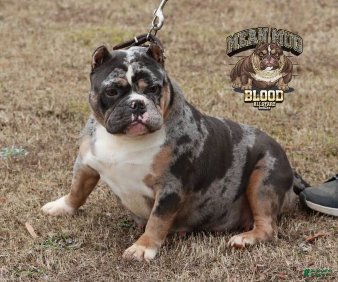 American Bully dogs for sale: Choco - Image 3