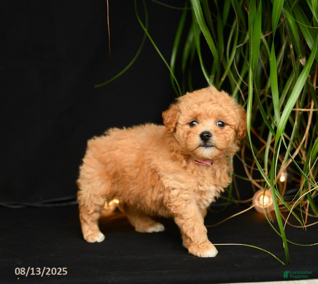 Teddy Bear dogs for sale: Rythmn - Image 4