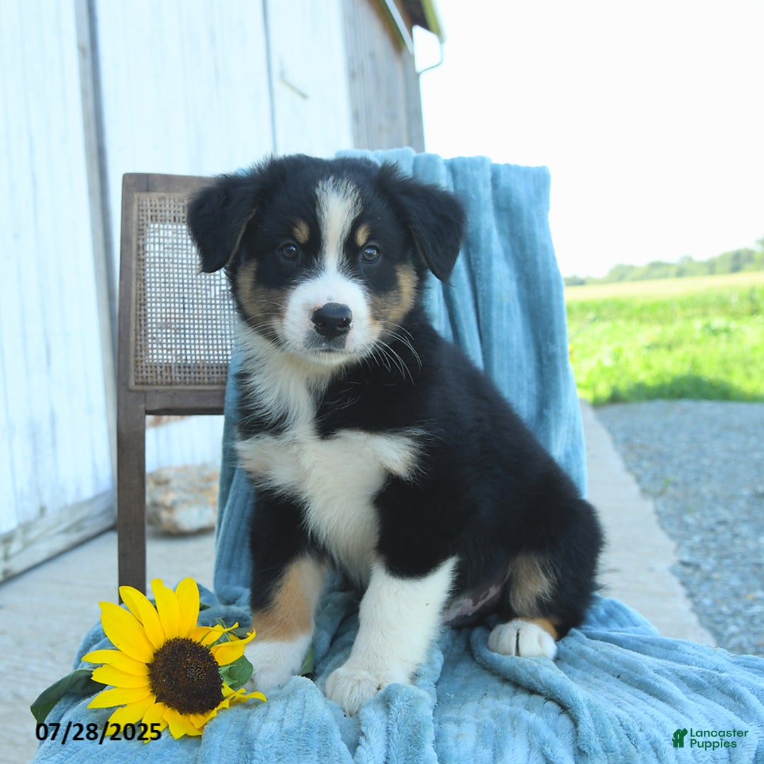 Australian Shepherd dogs for sale: Australian Shepherd 9 puppies - Image 23