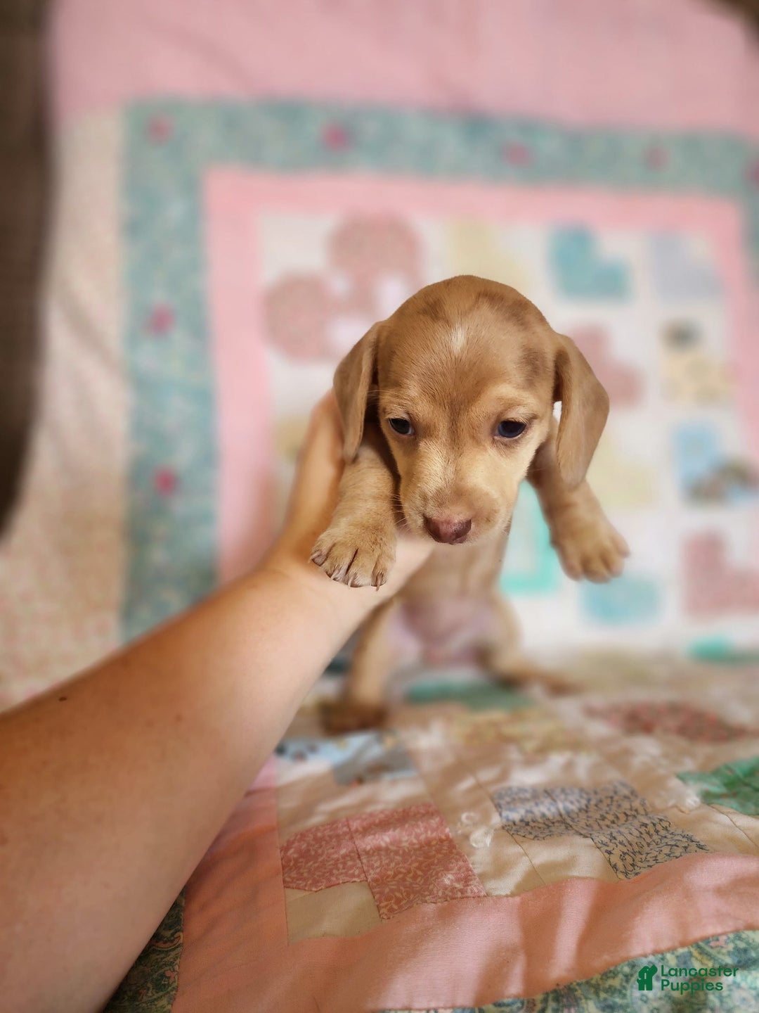 Miniature Dachshund dogs for sale: Cora - Image 6