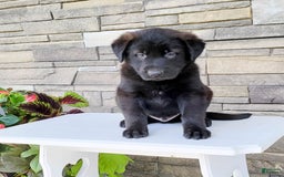 Labrador Retriever dogs for sale: Todd - Image 3